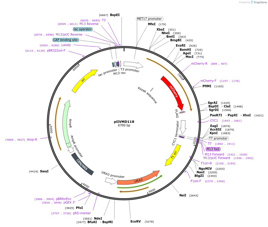 160938-plasmid-map-sequence-id-317199