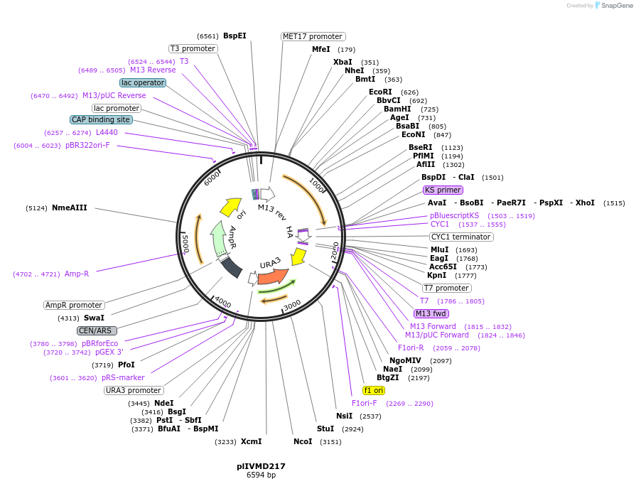 160939-plasmid-map-sequence-id-317200
