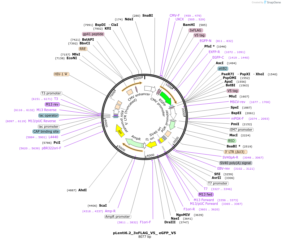160111-plasmid-map-sequence-id-317218