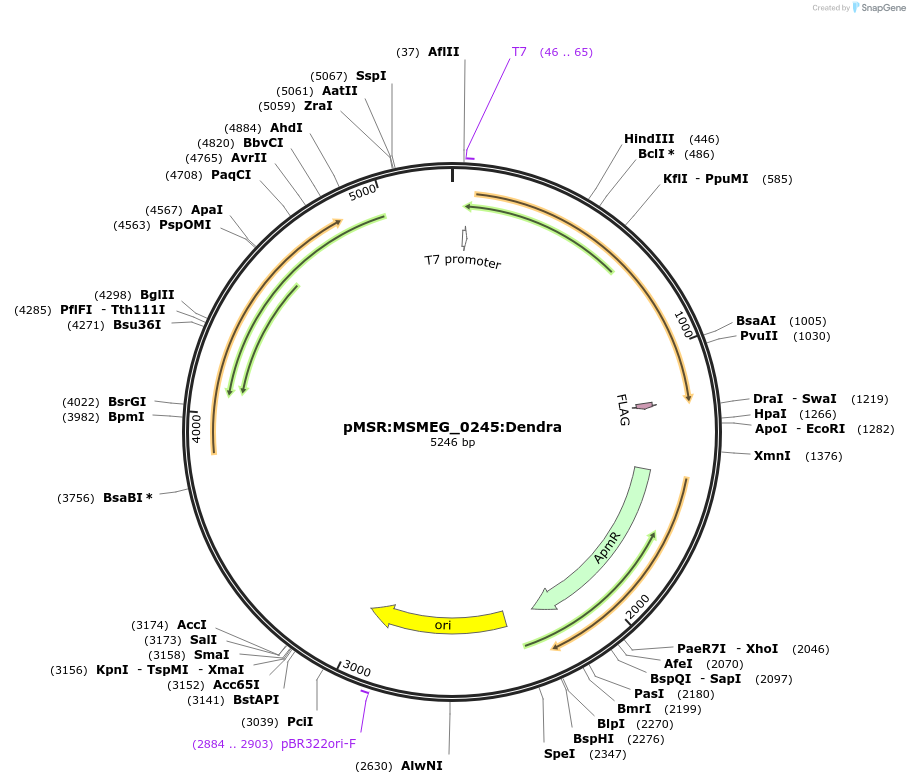 159046-plasmid-map-sequence-id-317227