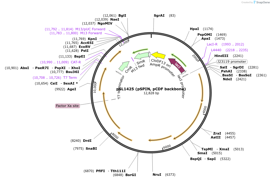 160735-plasmid-map-sequence-id-317231
