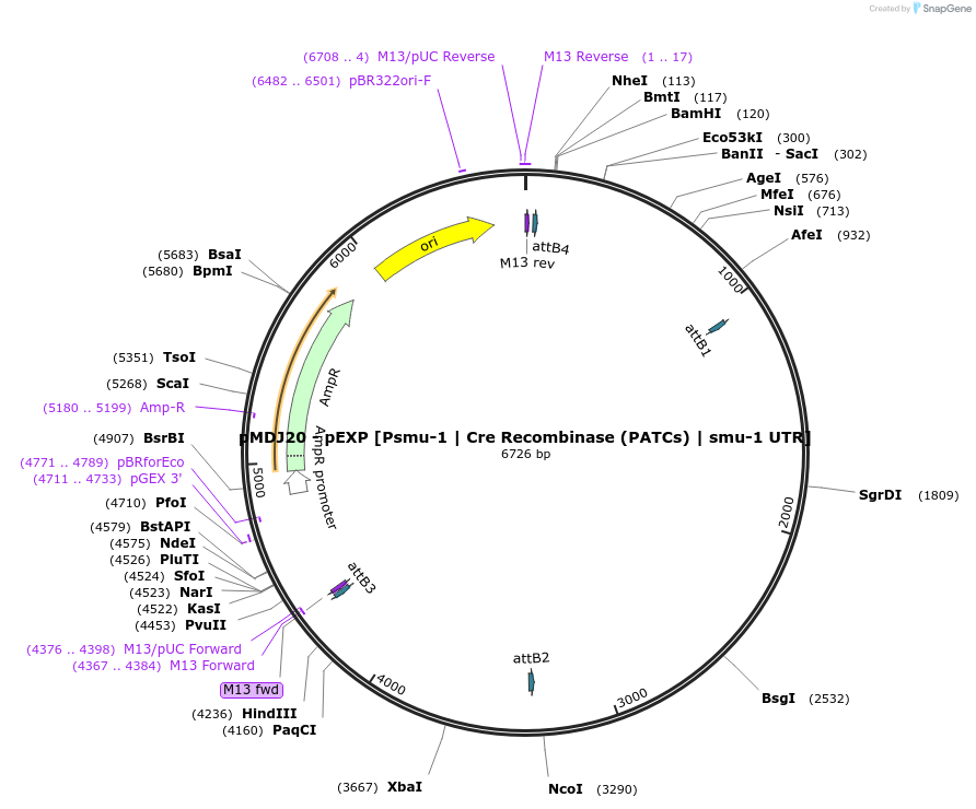 159808-plasmid-map-sequence-id-317232