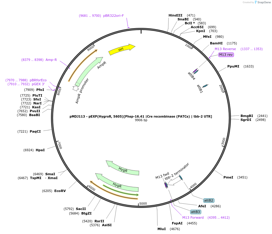159809-plasmid-map-sequence-id-317244