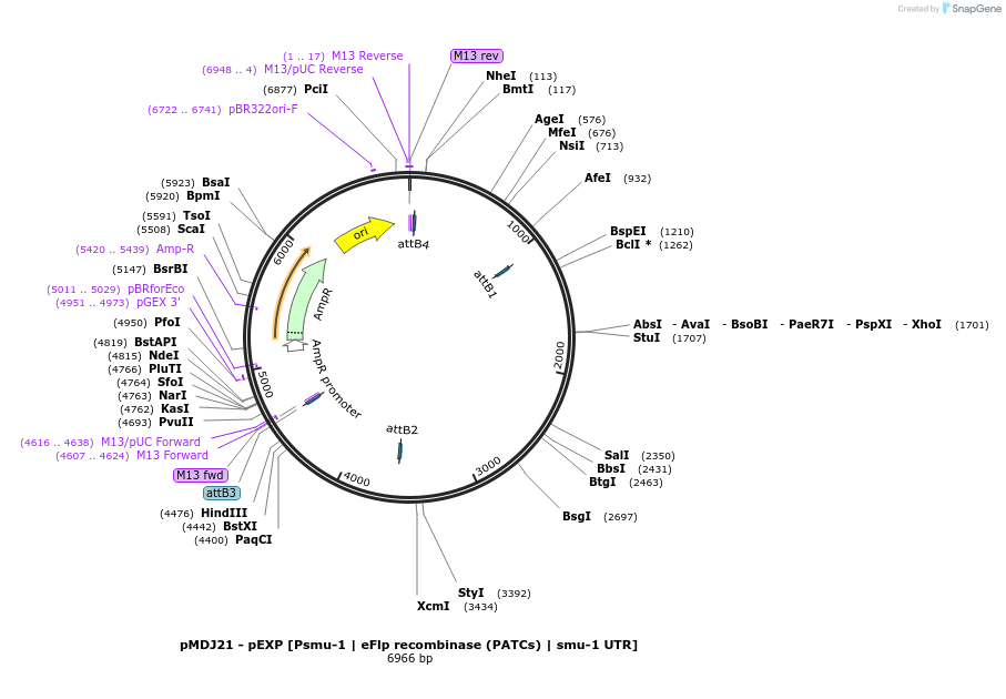 159810-plasmid-map-sequence-id-317247
