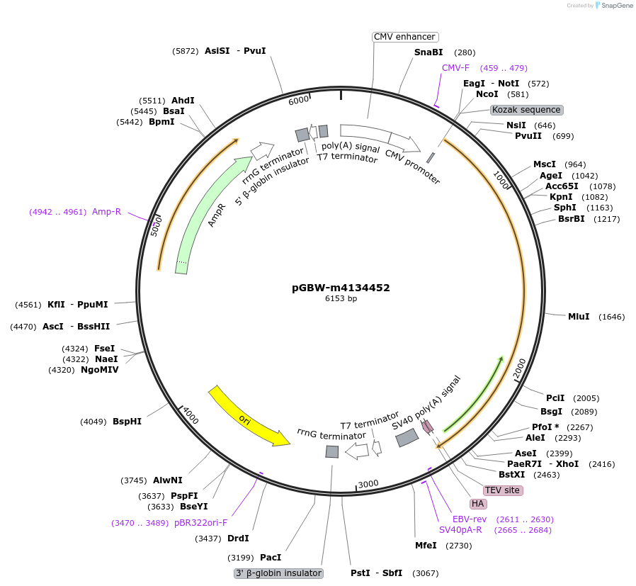 152327-plasmid-map-sequence-id-317257