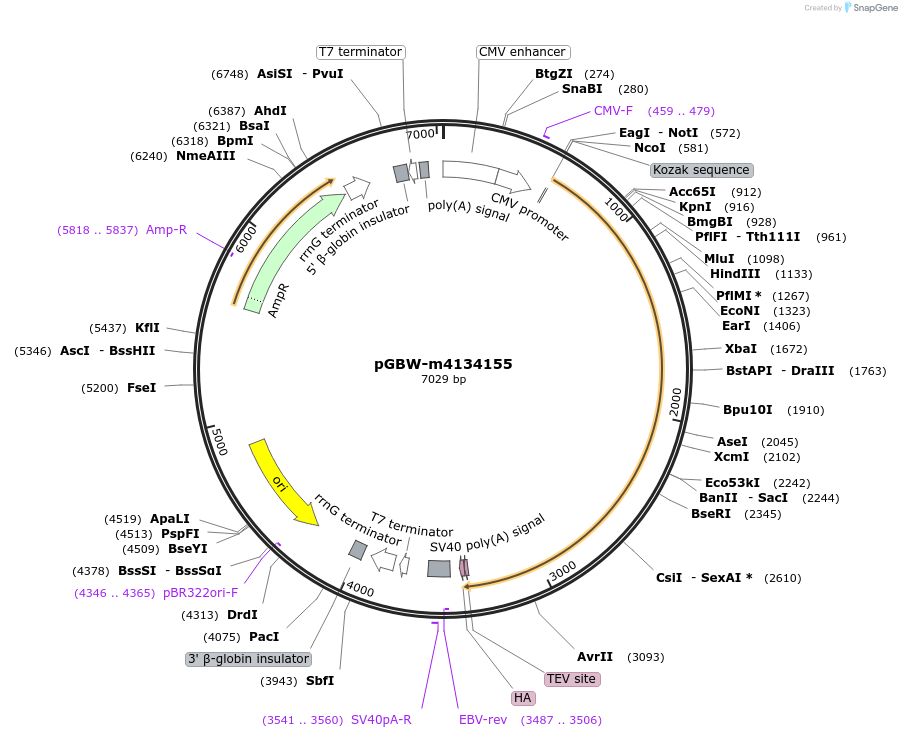 152416-plasmid-map-sequence-id-317271