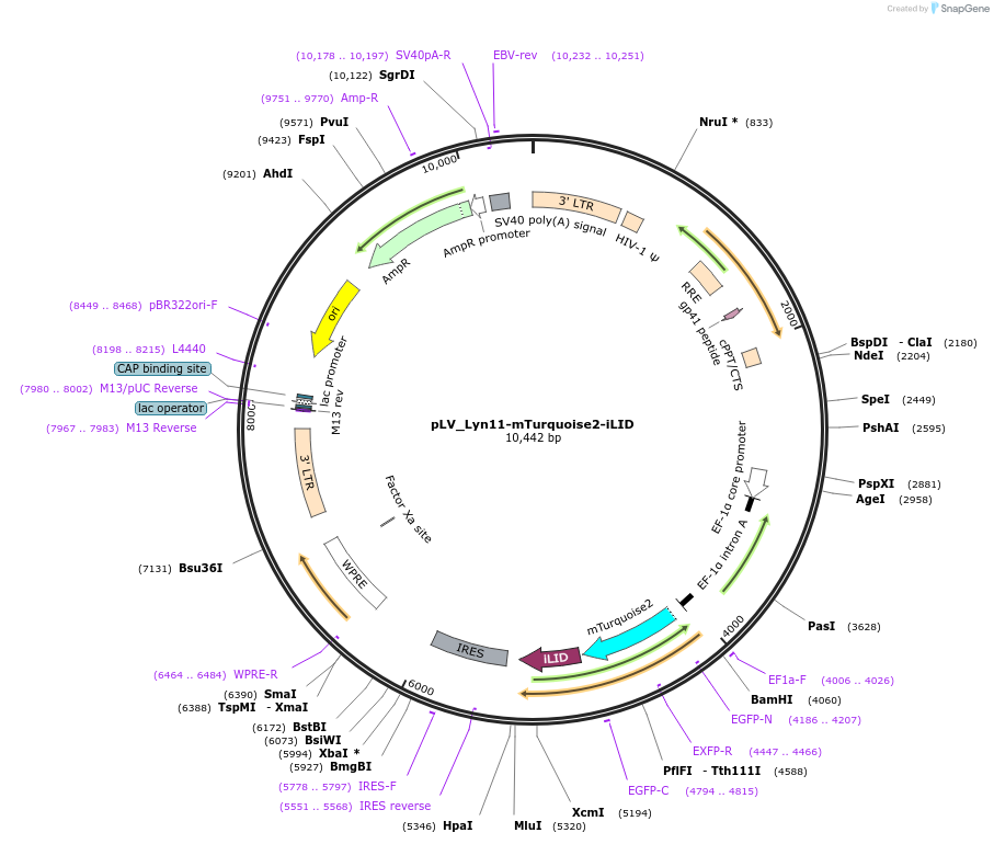 161000-plasmid-map-sequence-id-317274