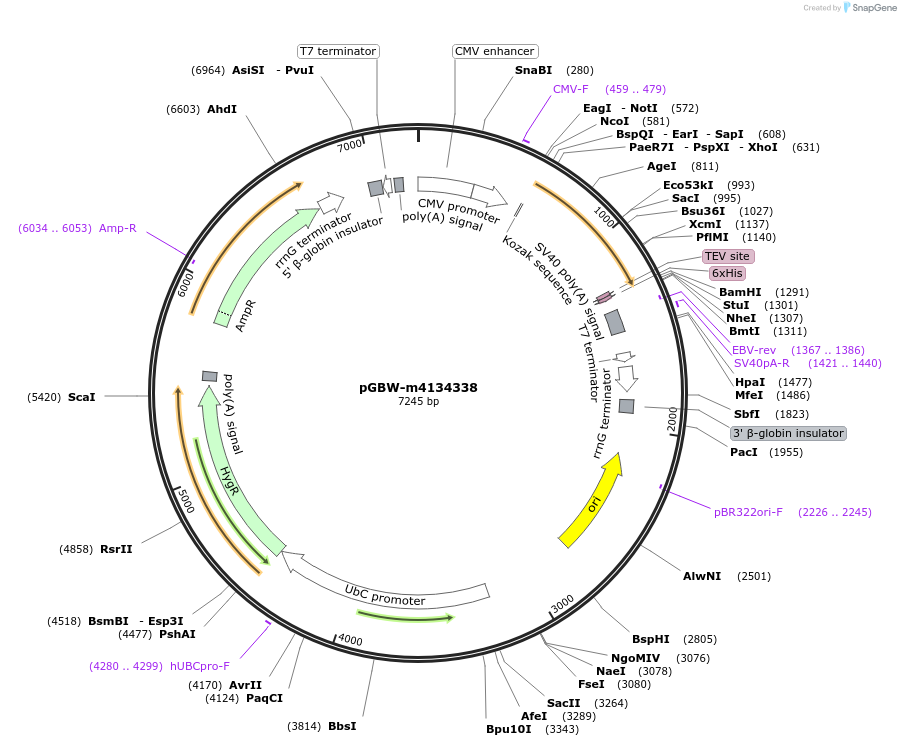 152590-plasmid-map-sequence-id-317275