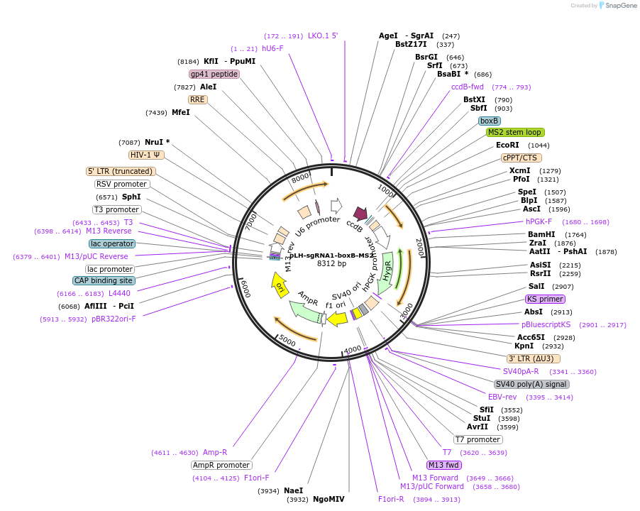 75396-plasmid-map-sequence-id-317290