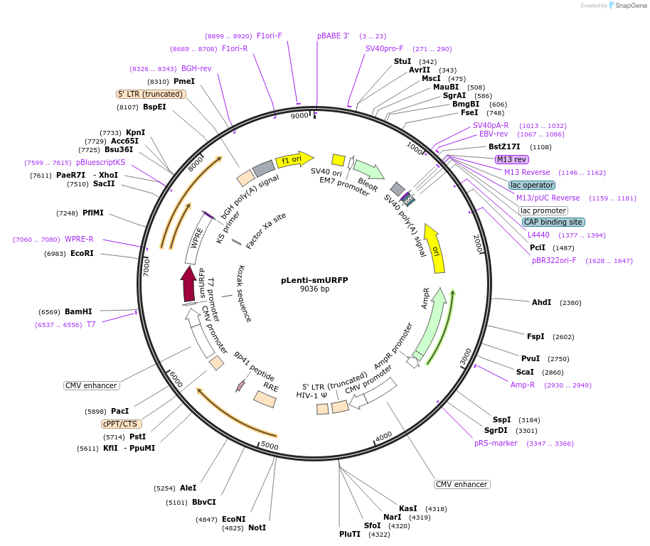 80349-plasmid-map-sequence-id-317291