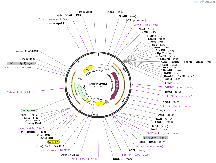 60248-plasmid-map-sequence-id-317297