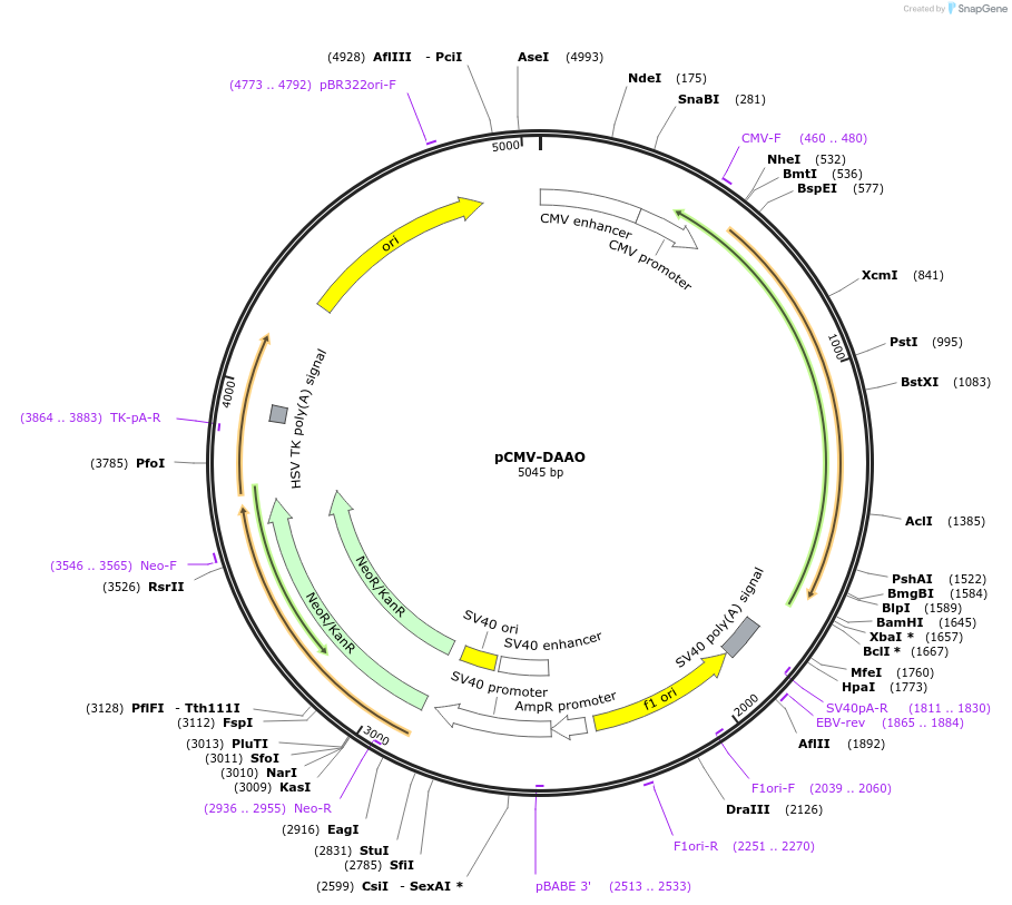 60344-plasmid-map-sequence-id-317299