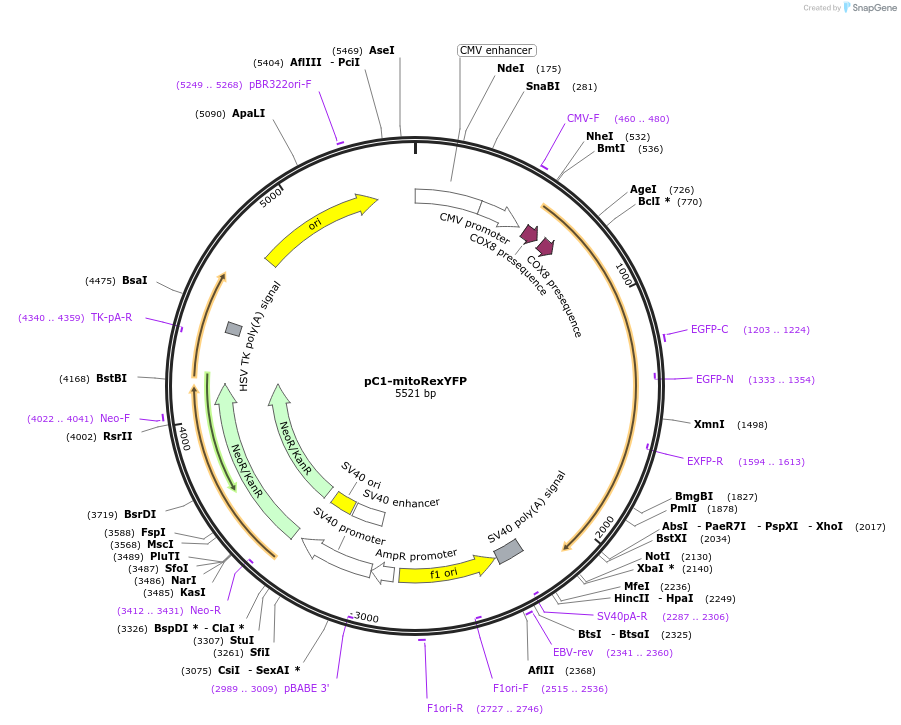 60246-plasmid-map-sequence-id-317300