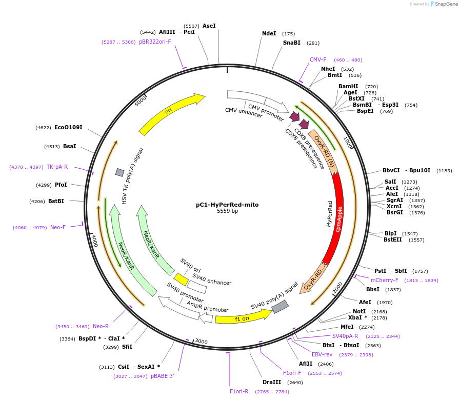 60247-plasmid-map-sequence-id-317302
