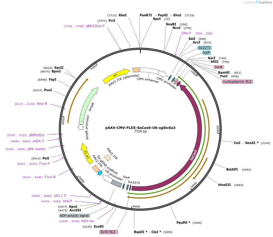 159902-plasmid-map-sequence-id-317305