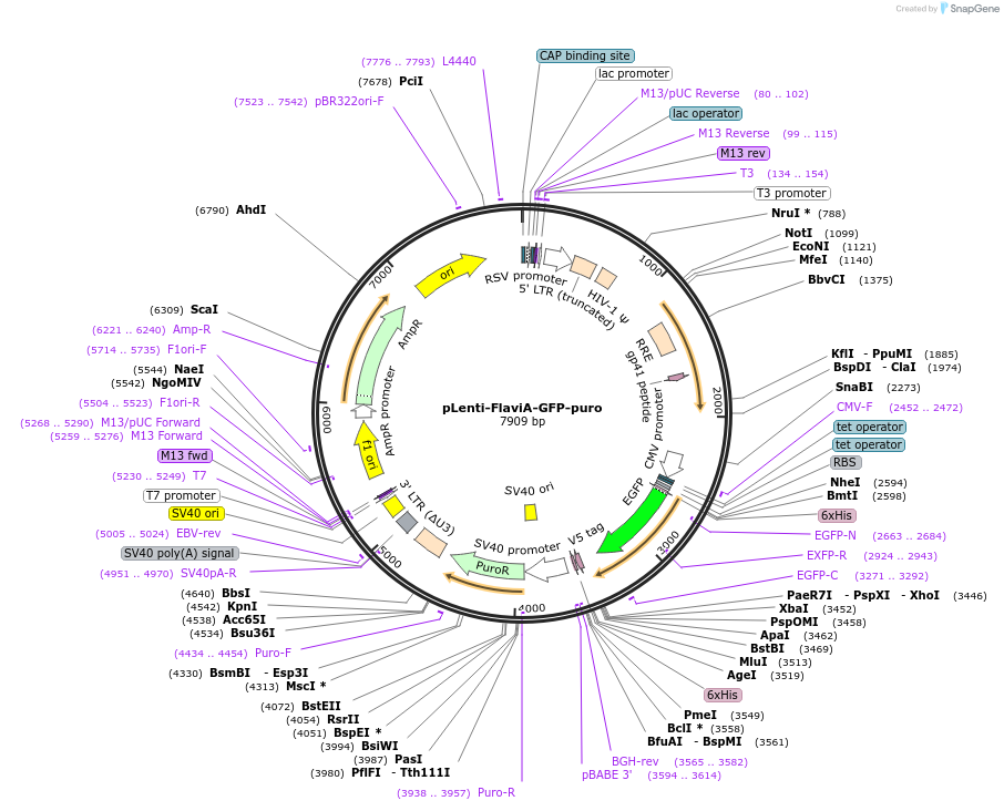 140088-plasmid-map-sequence-id-317310