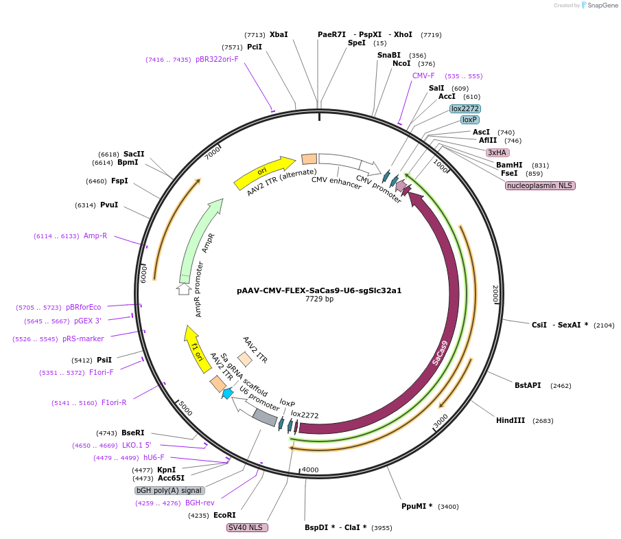 159905-plasmid-map-sequence-id-317311