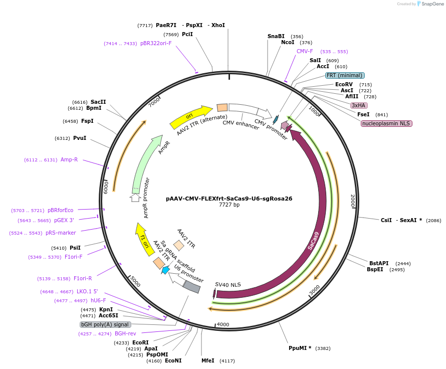159915-plasmid-map-sequence-id-317325