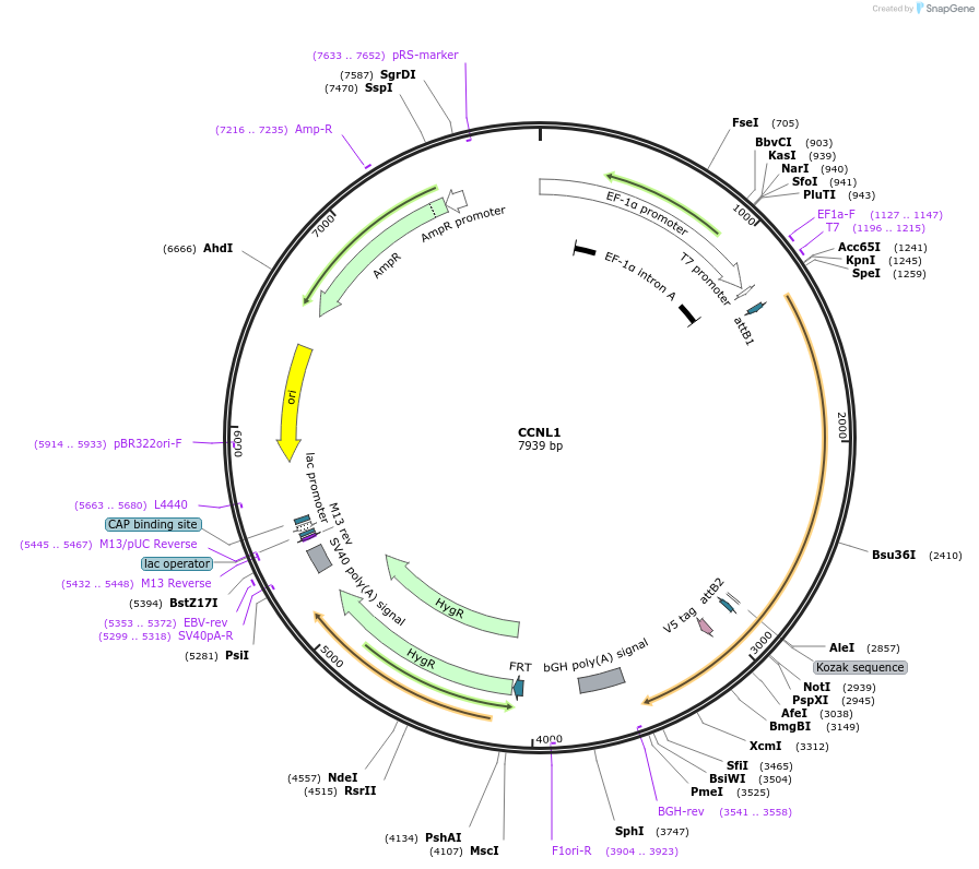 155440-plasmid-map-sequence-id-317328