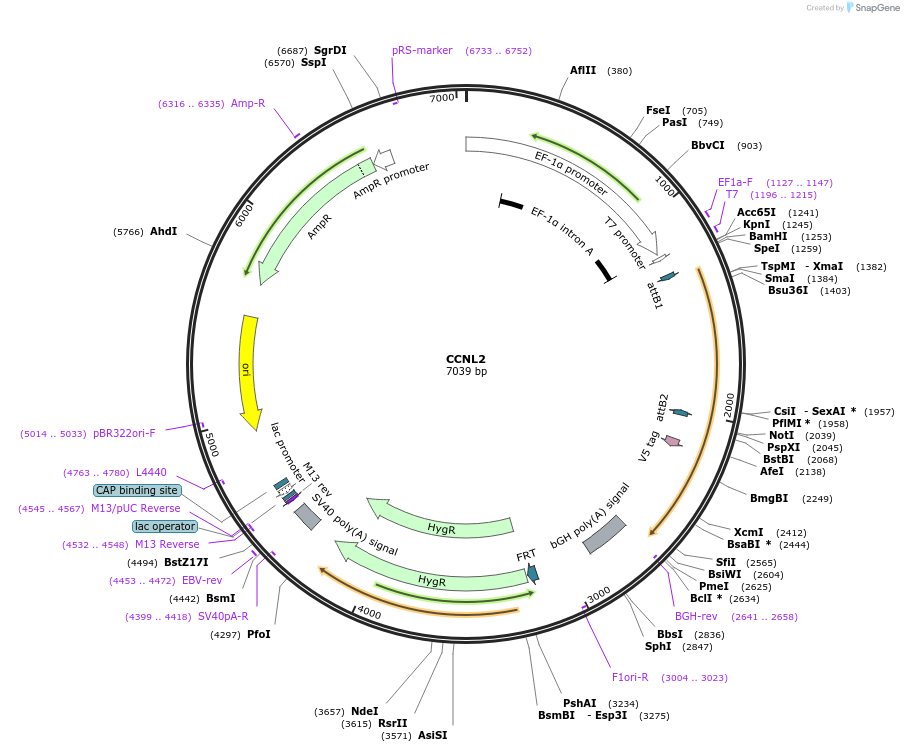 155441-plasmid-map-sequence-id-317330