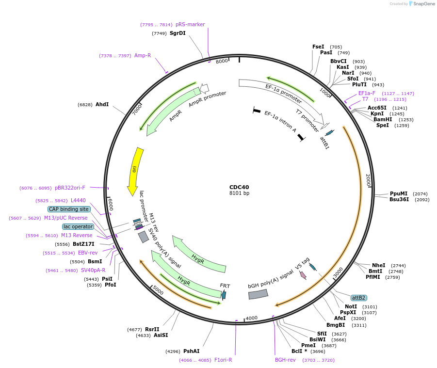 155444-plasmid-map-sequence-id-317343