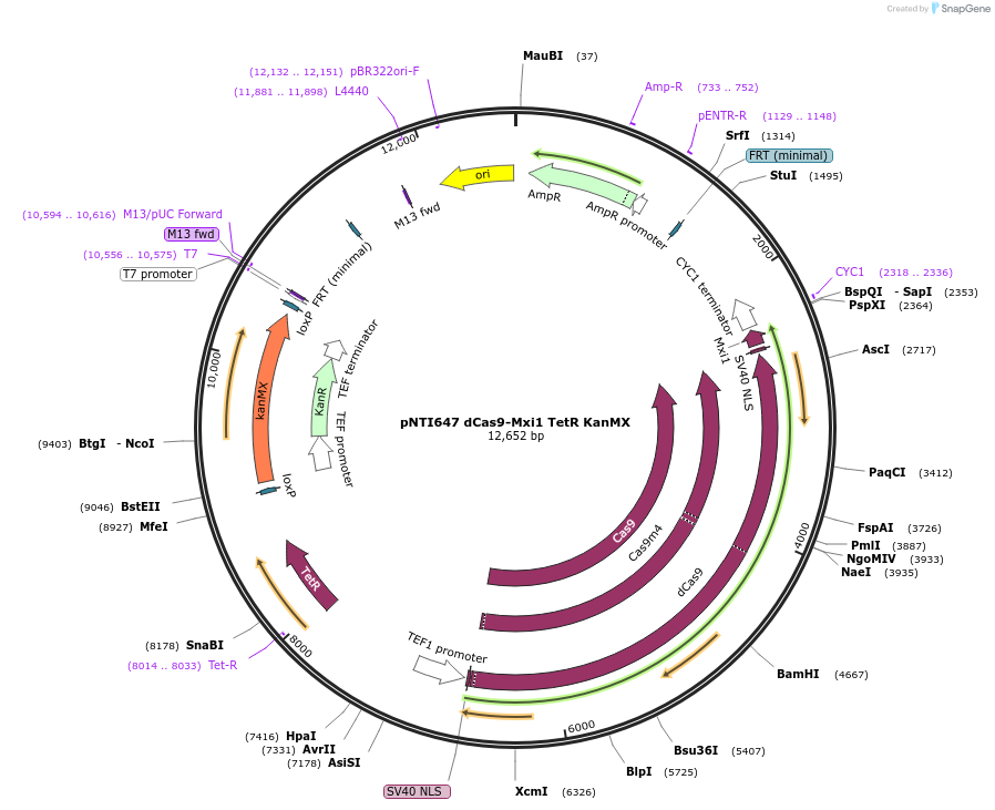 139474-plasmid-map-sequence-id-317362