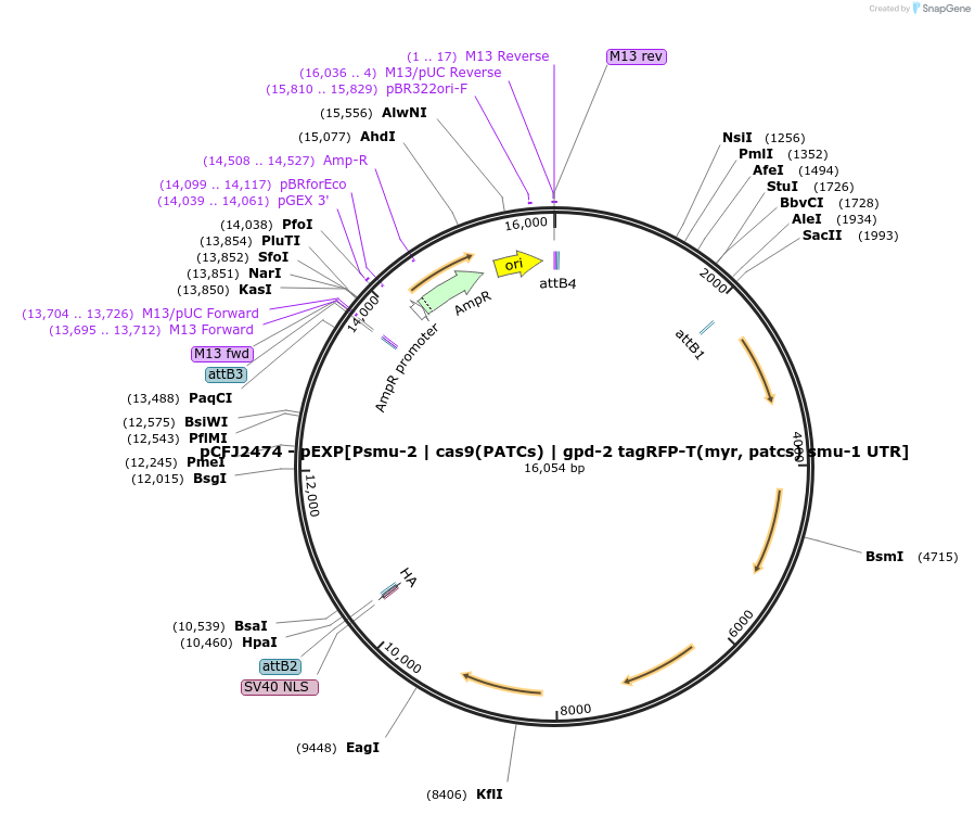 159816-plasmid-map-sequence-id-317364
