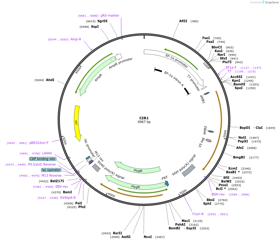 155452-plasmid-map-sequence-id-317368