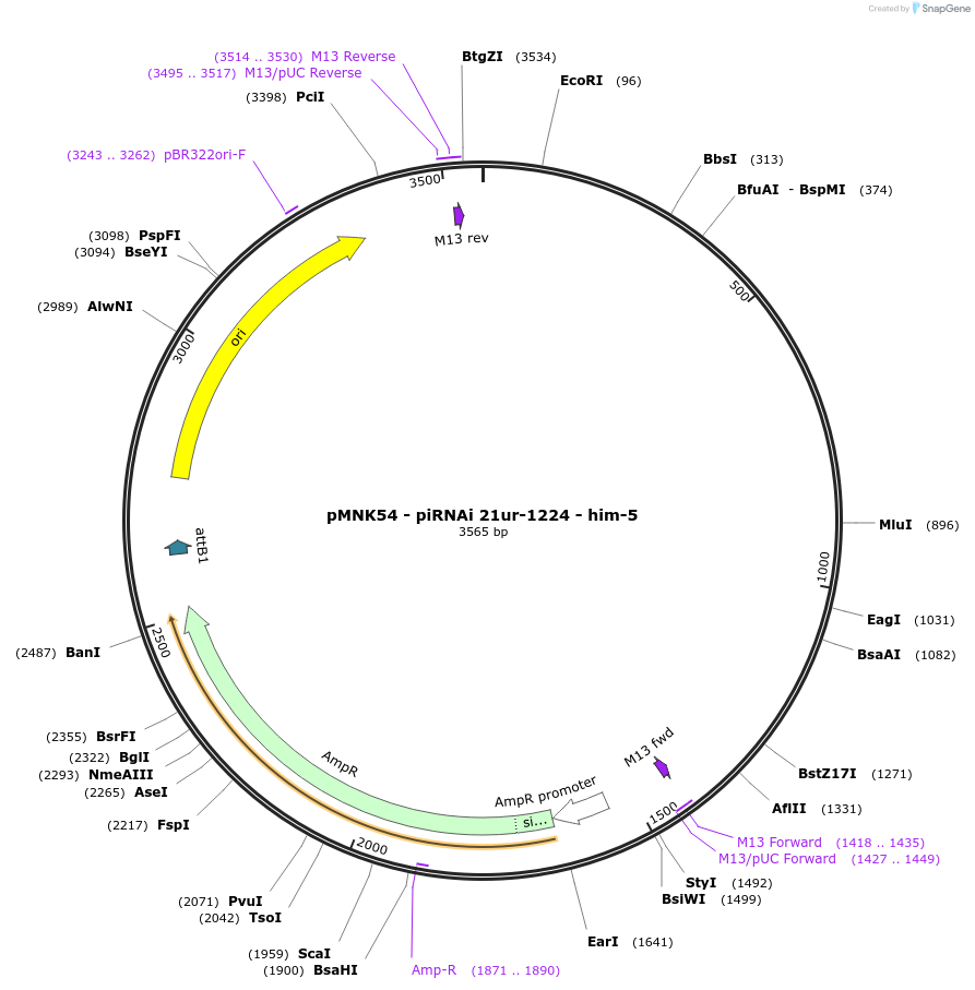 159818-plasmid-map-sequence-id-317370
