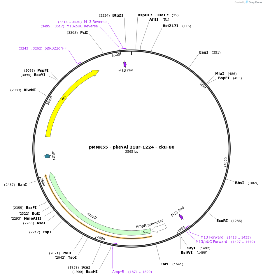 159820-plasmid-map-sequence-id-317372