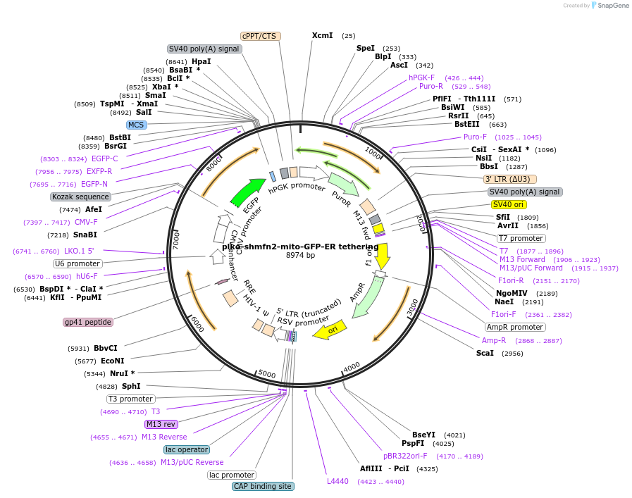 160509-plasmid-map-sequence-id-317400