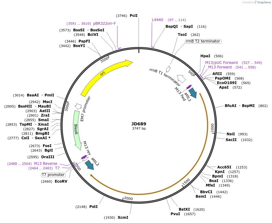 160396-plasmid-map-sequence-id-317402