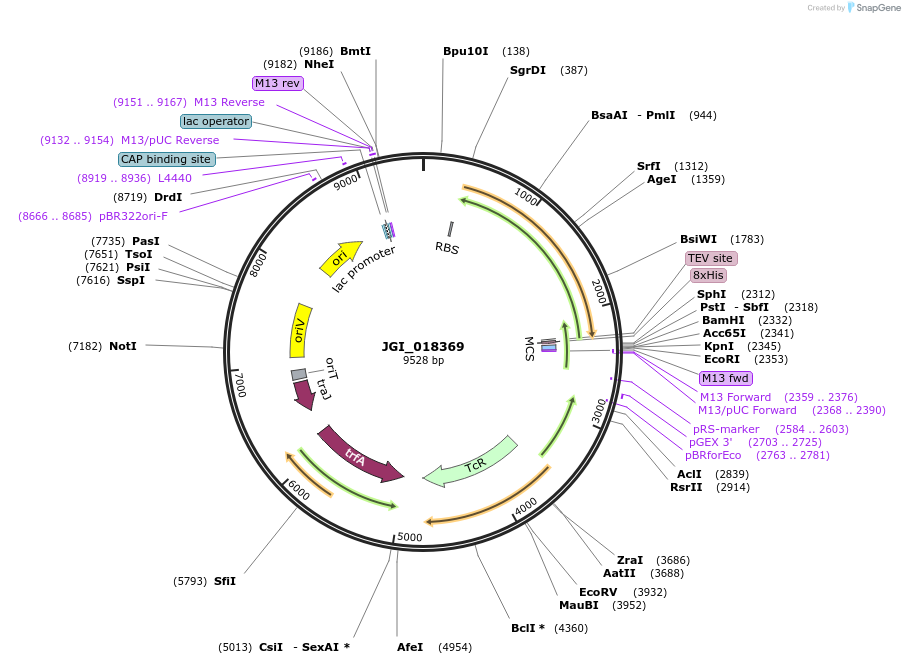158862-plasmid-map-sequence-id-317432
