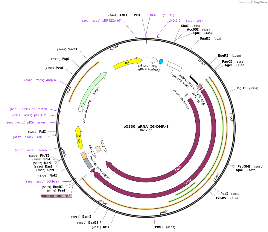159931-plasmid-map-sequence-id-317434