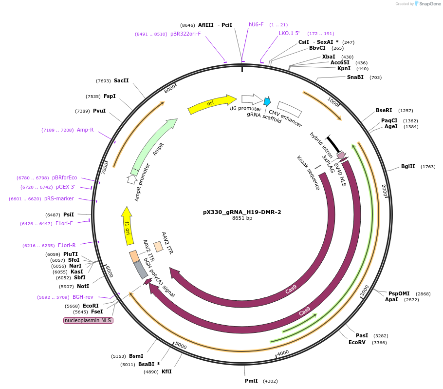 159930-plasmid-map-sequence-id-317435