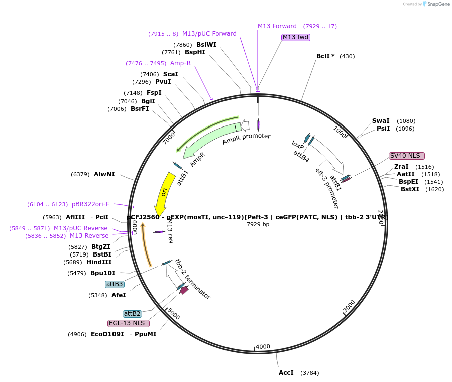 159825-plasmid-map-sequence-id-317437