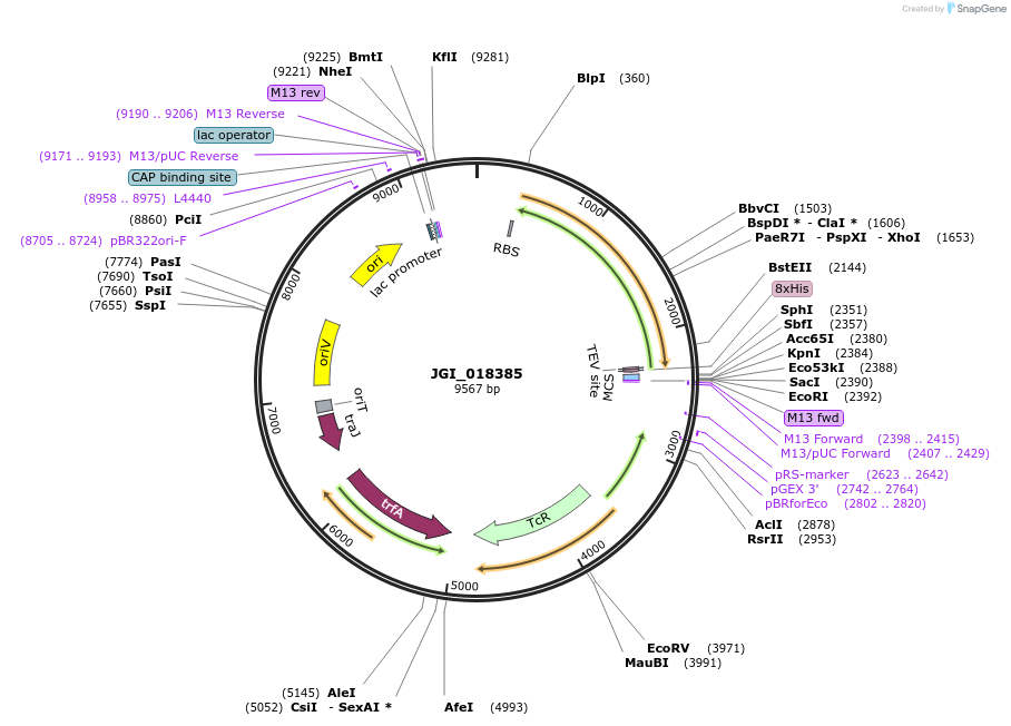 158870-plasmid-map-sequence-id-317440