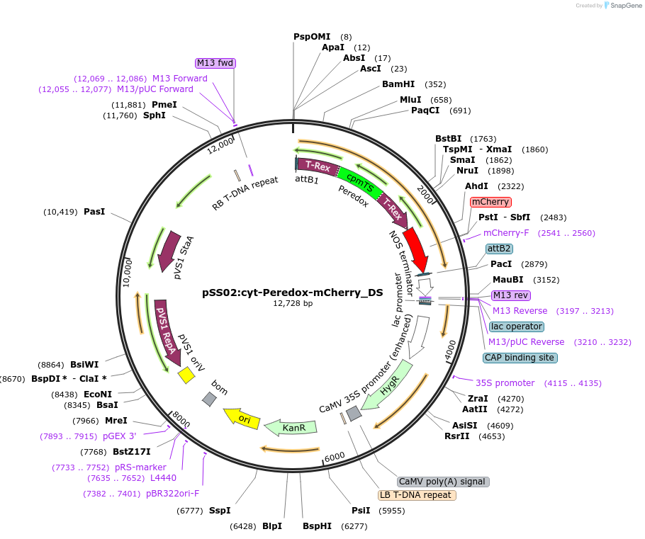 161747-plasmid-map-sequence-id-317484
