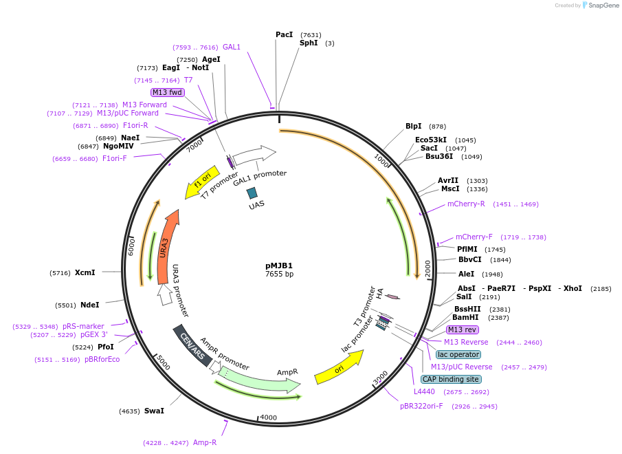160429-plasmid-map-sequence-id-317509