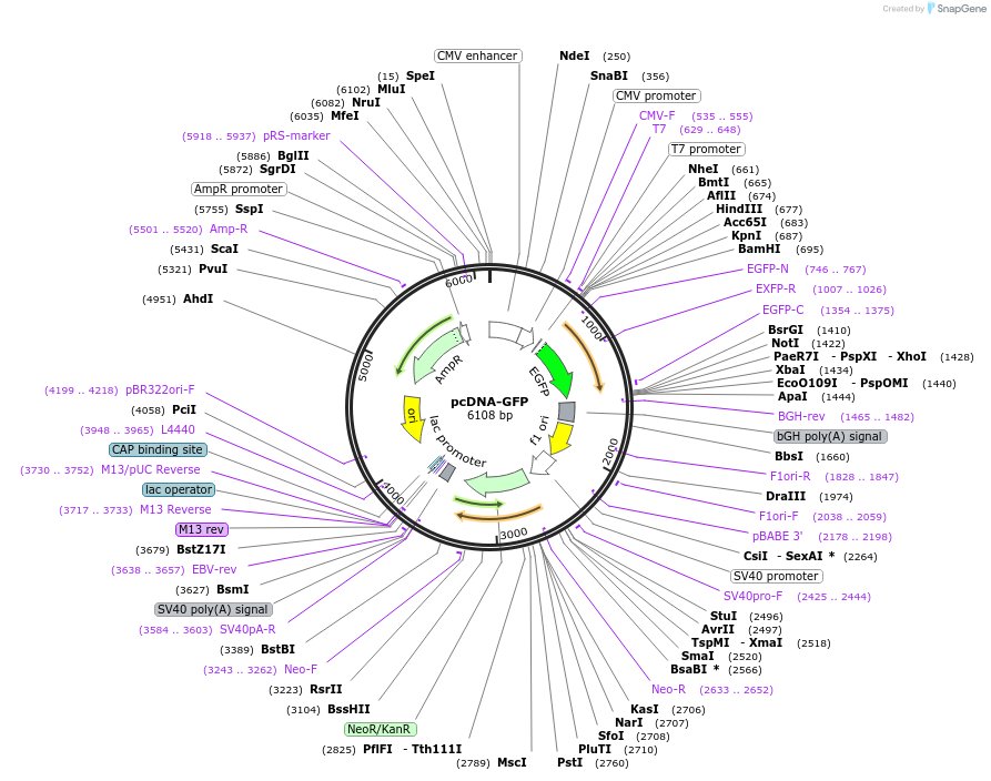 160697-plasmid-map-sequence-id-317516