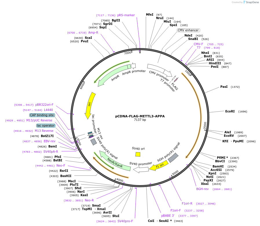160251-plasmid-map-sequence-id-317534