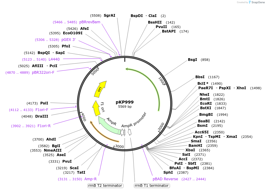 160816-plasmid-map-sequence-id-317535