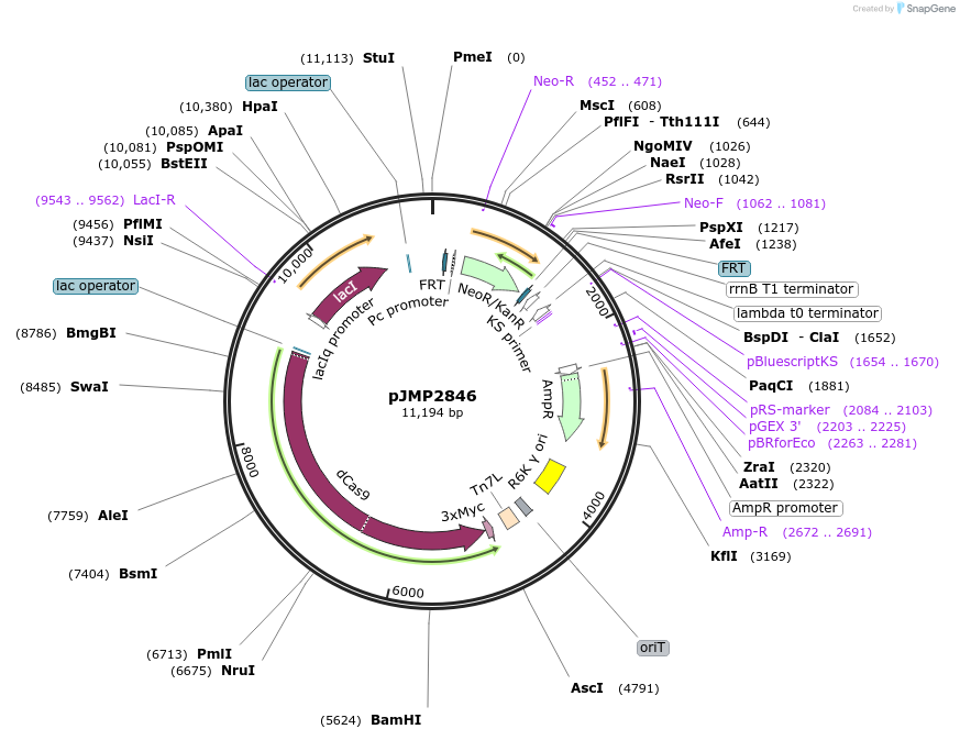 160676-plasmid-map-sequence-id-317545