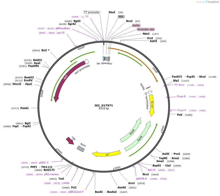 158889-plasmid-map-sequence-id-317612