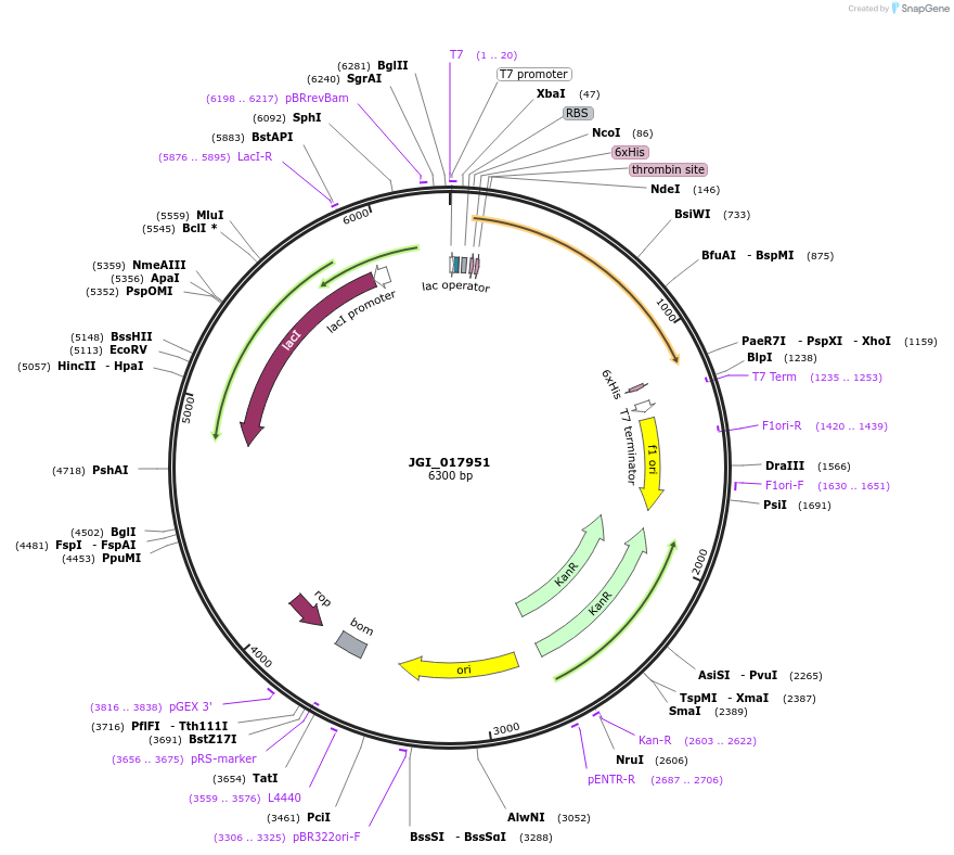 158880-plasmid-map-sequence-id-317630