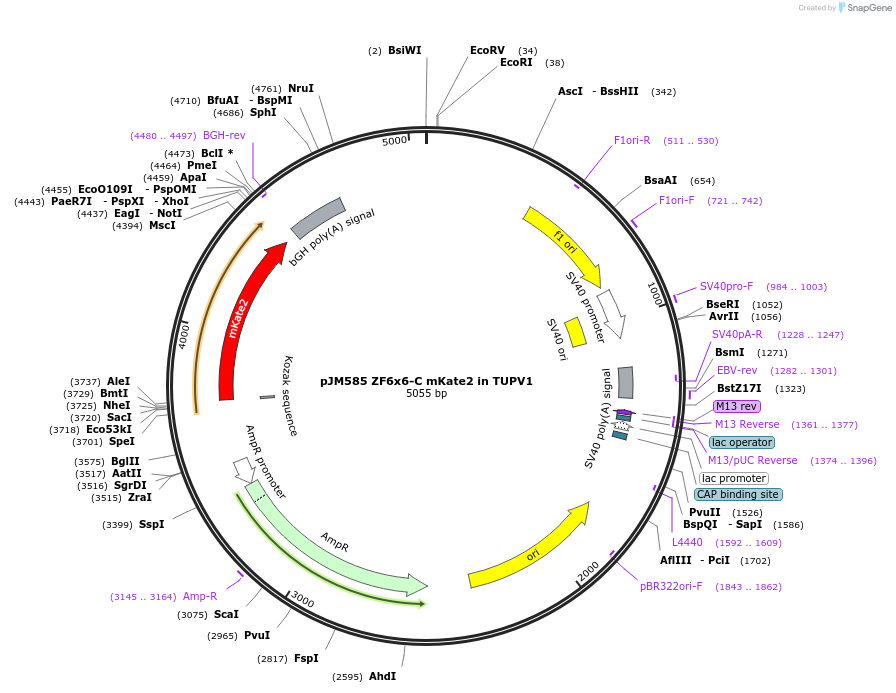 161529-plasmid-map-sequence-id-317638