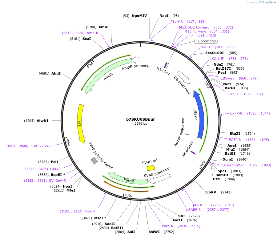 160329-plasmid-map-sequence-id-317639