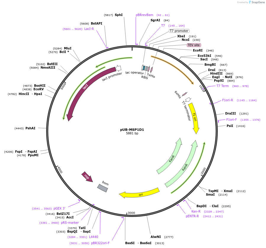 161609-plasmid-map-sequence-id-317666
