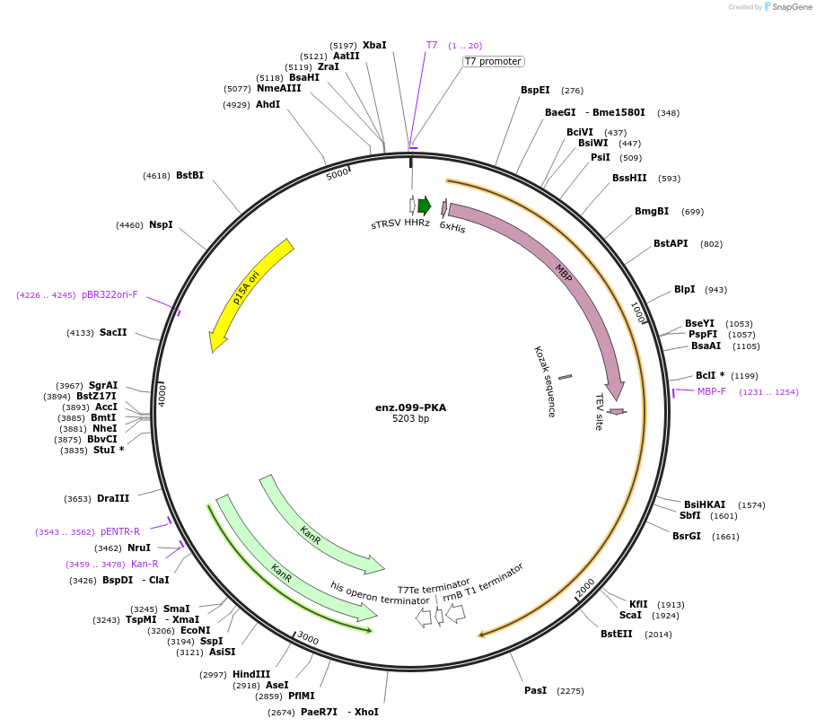 154048-plasmid-map-sequence-id-317671