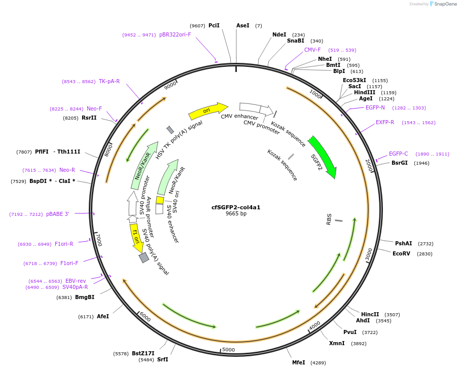 160317-plasmid-map-sequence-id-317672